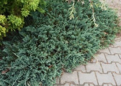 JALOVEC POLEHLÝ - Juniperus horizontalis ́Wiltonii ́