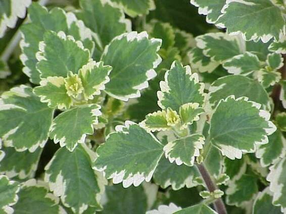 Je možné množit plectranthus z listů?