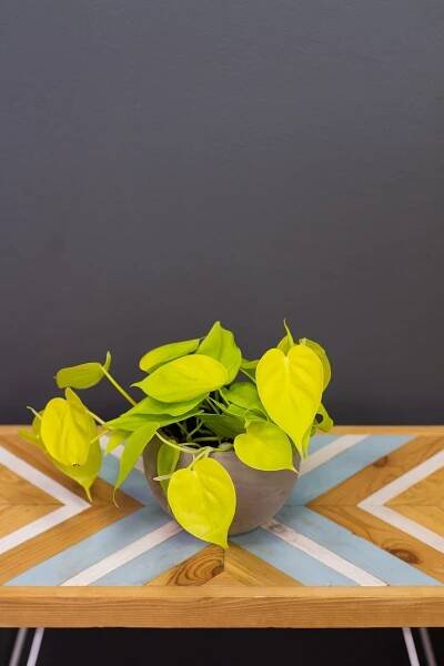 Philodendron ‘Lemon Lime'