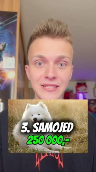 Nejdražší psí plemena