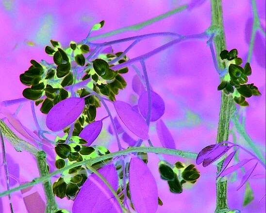 Dalbergieae
