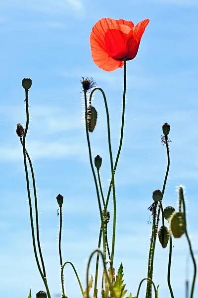 Mák vlčí (Papaver rhoeas)