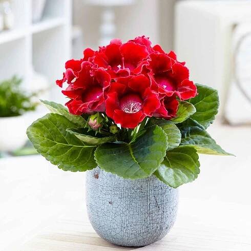 Sinningia speciosa Rot - Bakker