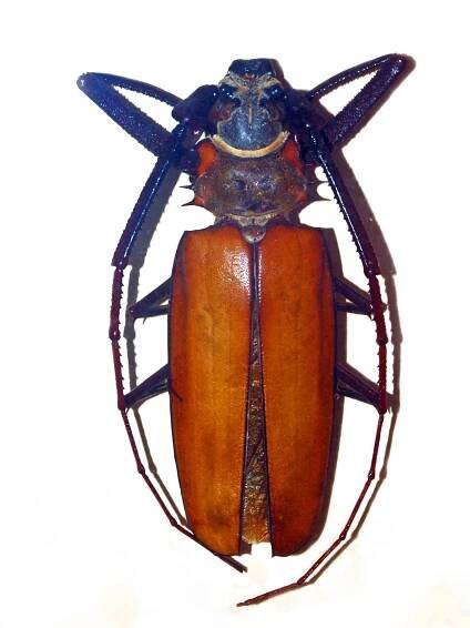 Enoplocerus