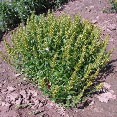 bobovité- FABACEAE – 4. stránka – PlantaNaturalis.com