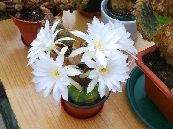 Echinopsis subdenudata, sea urchin cactus,
