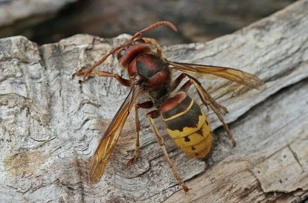 Sršeň obecná (Vespa crabro)