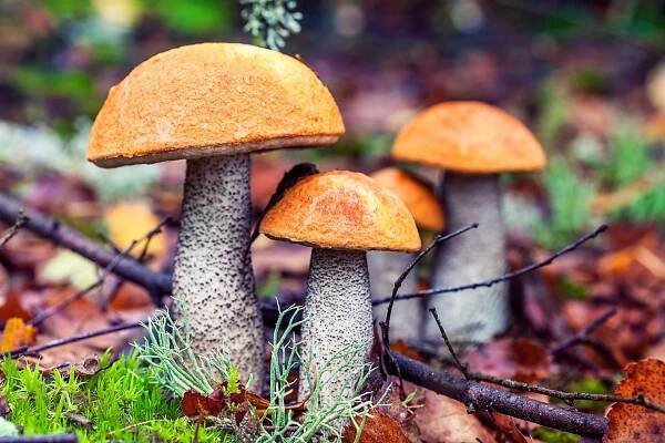 Křemenáč osikový (Leccinum aurantiacum) je nejběžnější druh křemenáče u nás. Najdeme ho především pod osikami. Má jasně oranžovočervenou barvu klobouku.