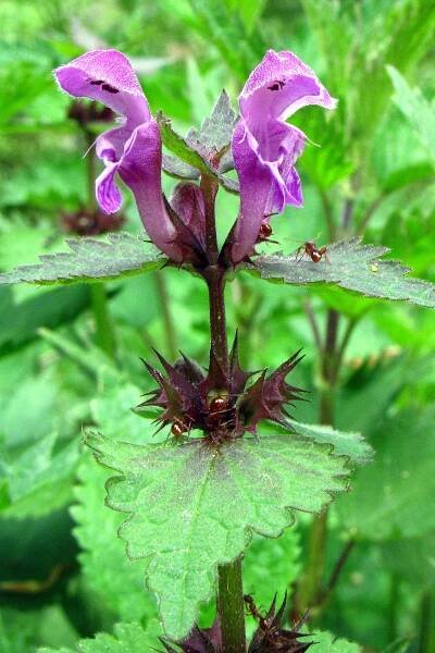 Hluchavka nachová (Lamium purpureum)
