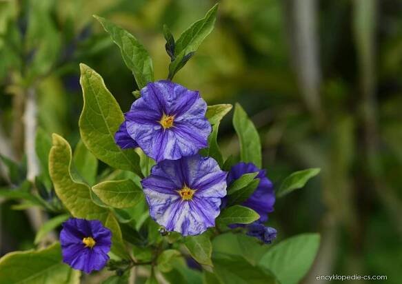 Atlas - fotogalerie: solanum rantonnetii; 1