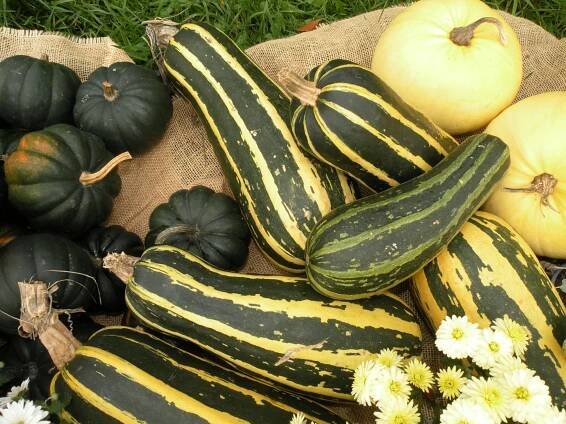 Obrázek - Cucurbita pepo 'Tapir' (tykev obecná) | BioLib.cz