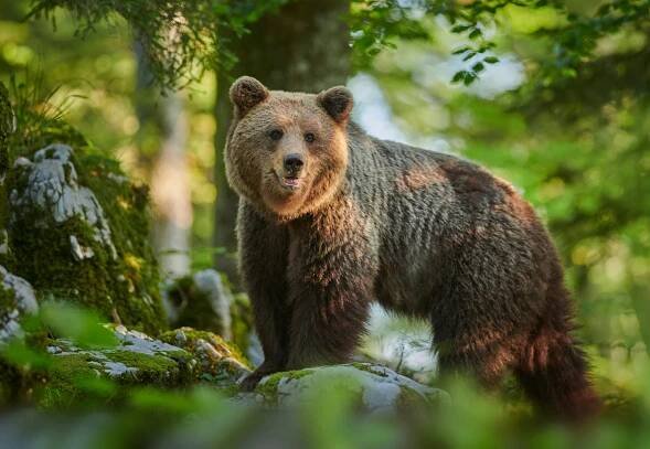 medvěd: Ursus – rod velkých šelem z čeledi medvědovitých