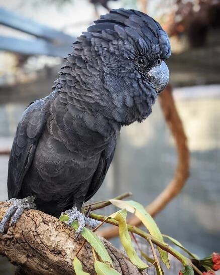 WA Wildlife - Perth Wildlife Rescue - Helping Wild Lives Live
