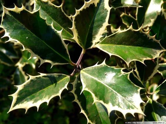 Ilex aquifolium Handsworth New Silver cesmína ostrolistá