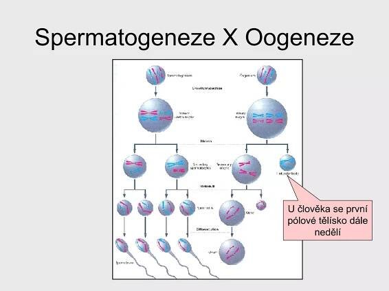 Spermatogeneze X Oogeneze U člověka se první pólové tělísko dále nedělí 