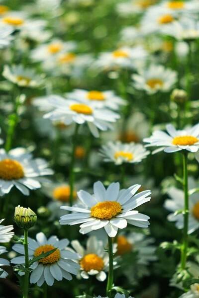 Free Close-up of vibrant white daisies in full bloom in a sunny meadow setting. Stock Photo