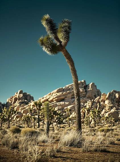 RyanGobuty_JoshuaTree_11.jpg