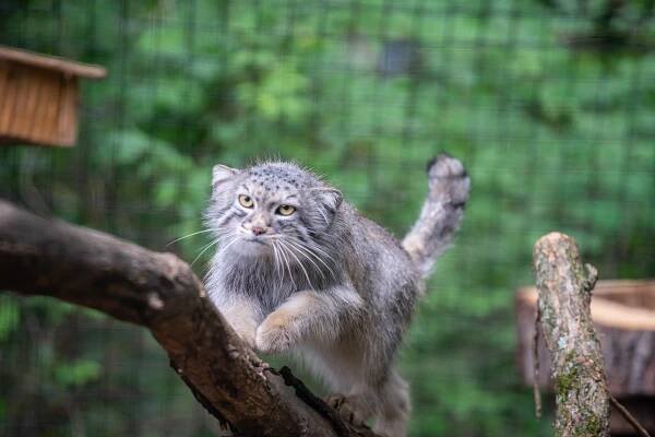 A Pallas’s cat on exhibit in the Zoo’s new Claws and Paws Pathway.