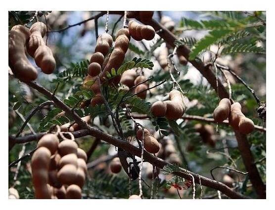 TAMARIND INDICKÝ (TAMARINDUS INDICA) SEMENA TAMARINDU - 3 KS - KUP SI ČAJ