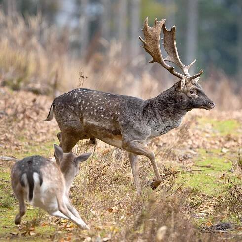 Sudokopytníci jelenovití | Štěpán Mikulka | Wildlife fotograf