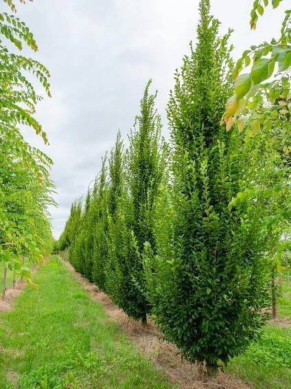 Carpinus betulus 'Fastigiata' 150-175 cm (kontejner) 10l (Habr)