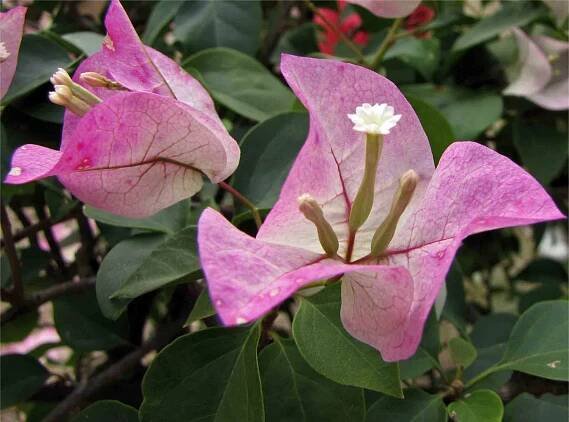 Gulf Coast Gardening: Bougainvillea for Year-Round Vibrant Color in Your Garden