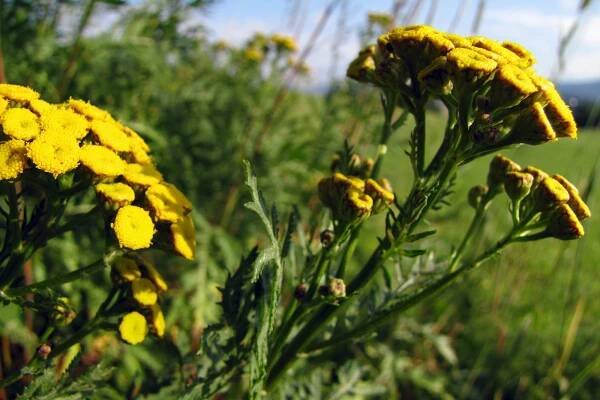 Vratič obecný (Tanacetum vulgare)
