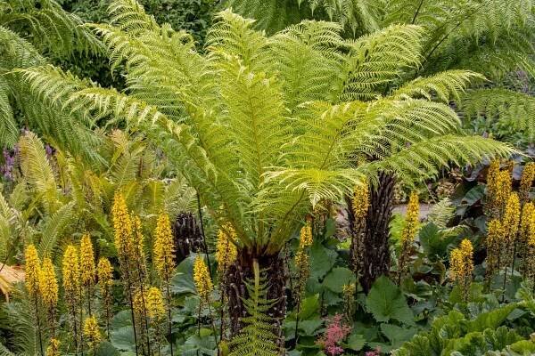 Dicksonia antarctica (Zdroj: Shutterstock)