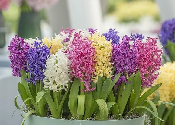 Home - Bloemencorso Bollenstreek