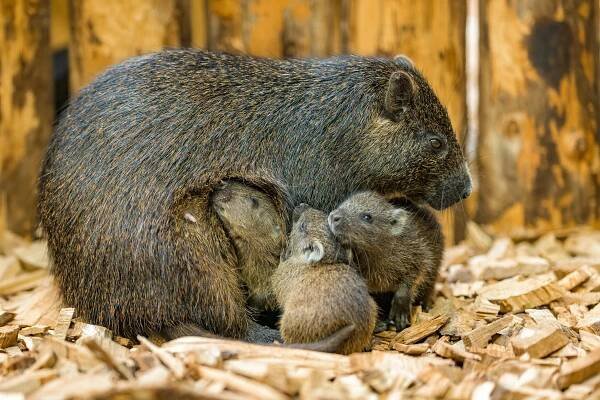 FOTO: Baby boom v létě? Ano, pražská zoo je plná letních mláďátek