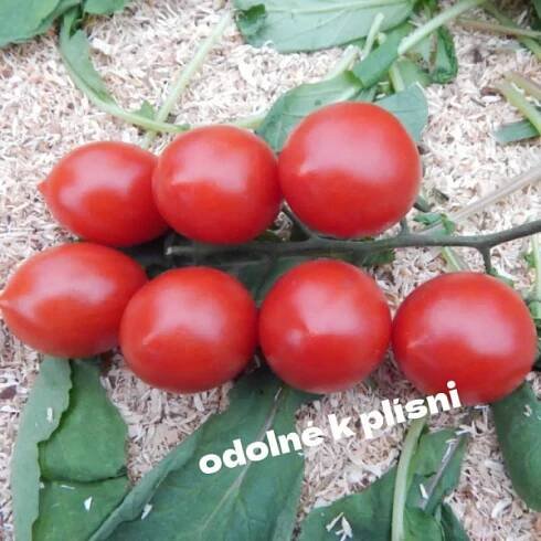 Nabízené odrůdy roubovaných sazenic | Roubované sazenice