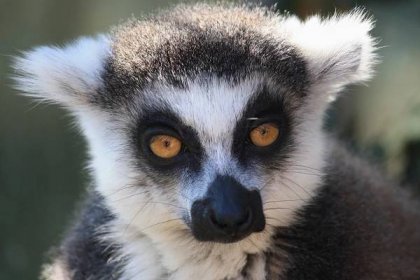 Soubor:Lemur catta, ZOO Praha 762.jpg – Wikipedie