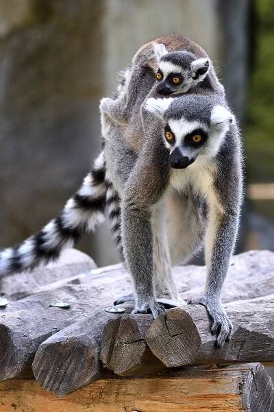 Fotosoutěž o nejhezčí mládě - vyhodnocení | Zoo Olomouc - Svatý Kopeček