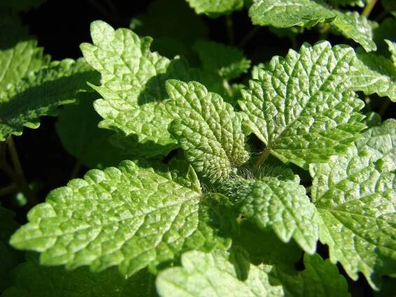 Medovka lekárska (Melissa officinalis)