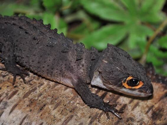 Obrázek - Tribolonotus gracilis (scink přilbový) | BioLib.cz