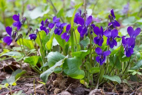 Violet (Viola odorata)