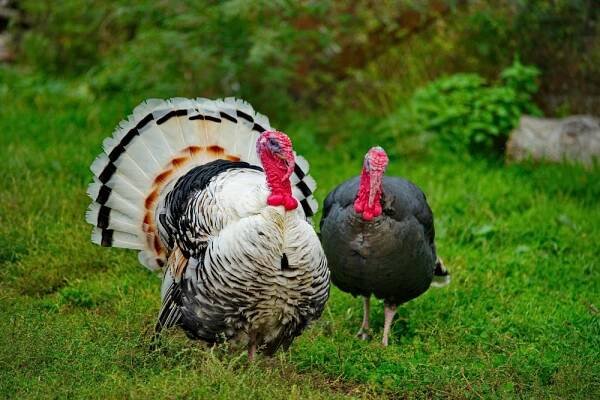 It's Turkey Time! - - Chikaming Open Lands 