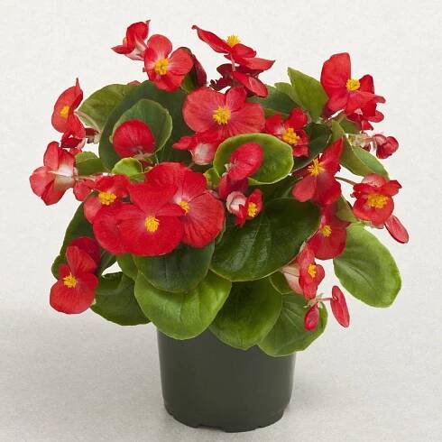 Begonie Super Olympia Červená F1 - Begonia semperflorens - semena begónie - 12 ks