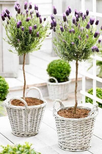 Na terase nebo balkoně se bude skvěle vyjímat stromková levandule v nabílených proutěných košících. Pinterest