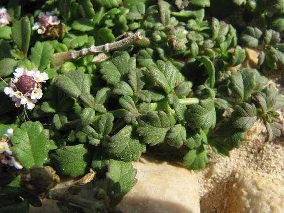 Phyla nodiflora