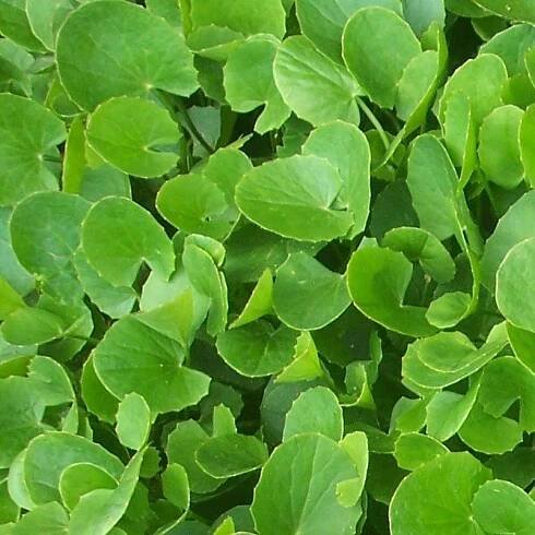 Pupečník asijský (Gotu kola, Centella asiatica)