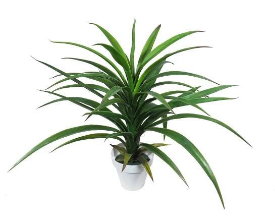 B/BL Yuca Tropic M. plastico con maceta - 60cm.