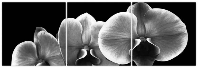 Obraz květu orchideje (V022015V12040)