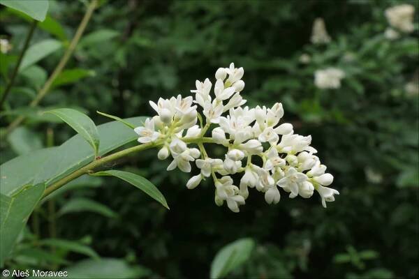 Ligustrum vulgare – ptačí zob obecný