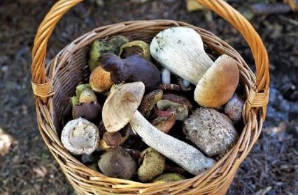Houby nutriční hodnoty: Jaké jsou klíčové živiny v houbách
