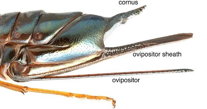 Biology and behavior | Sawfly GenUS