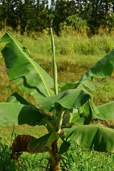 Banana Deficiencies in Hawaii - Tropical Self Sufficiency