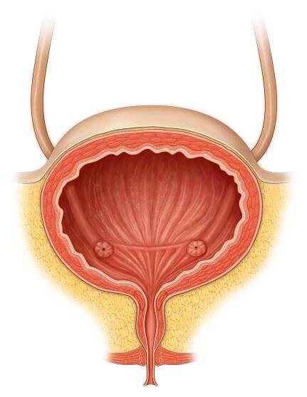 Bladder, ureters, urethra