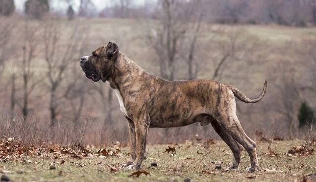 Spanky showing off – Rey Gladiador – Presa Canario breeders in USA Kentucky | Presa Canario Puppies