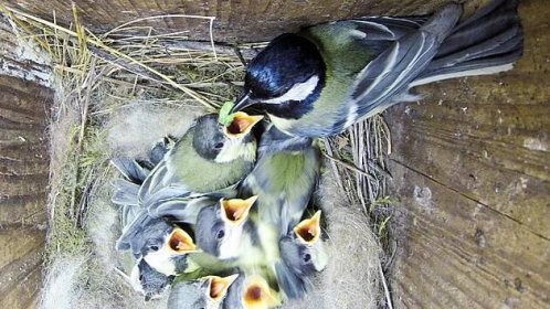 Sýkora koňadra. Hnízda v dutinách jsou před predátory dobře chráněná. Malé sýkorky tak mohou zůstávat na hnízdě déle, než je tomu u ptáčat v otevřených hnízdech.